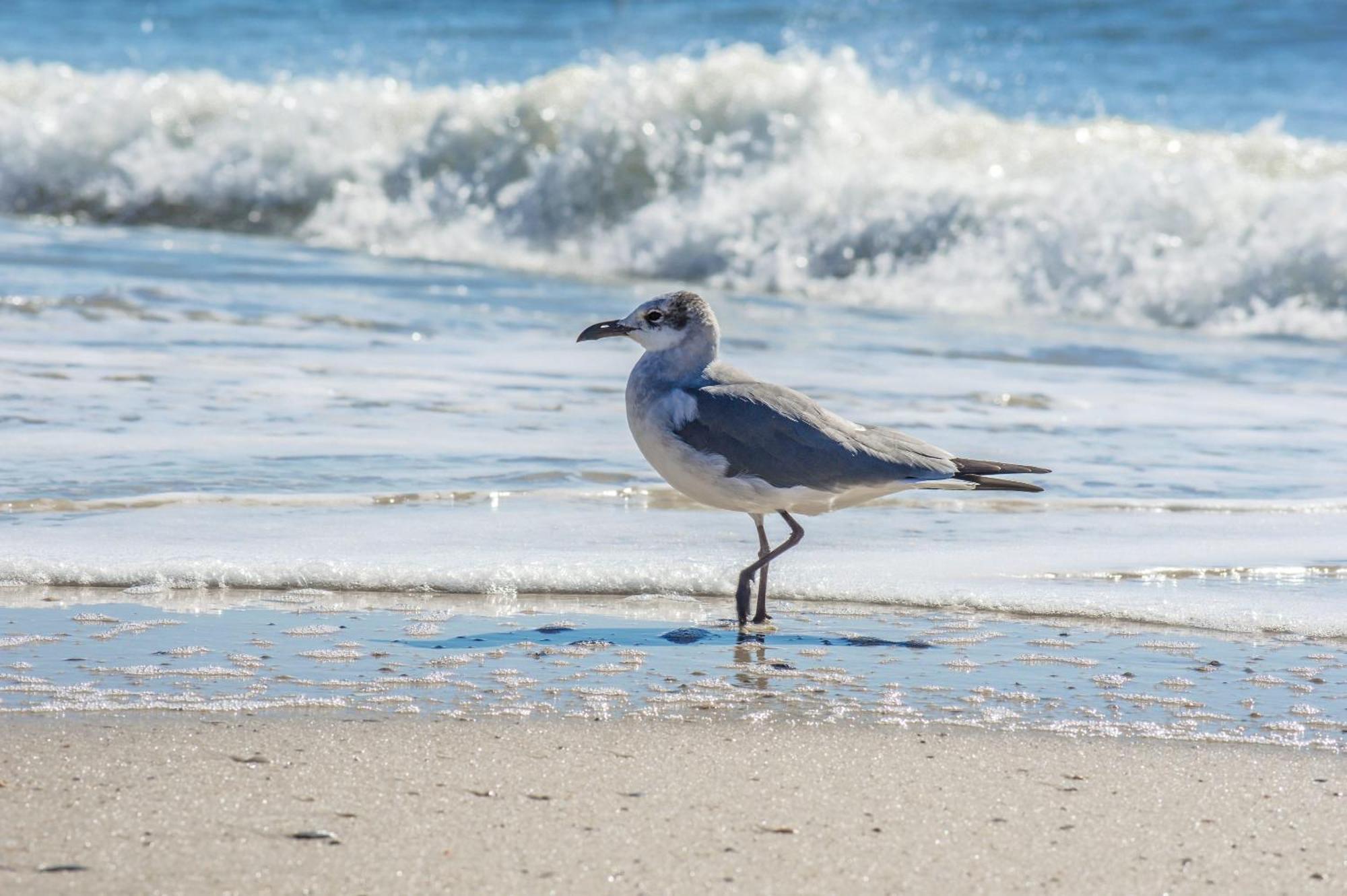 Direct Gulf Views With Deeded Beach Access Gulf Shores Exterior foto