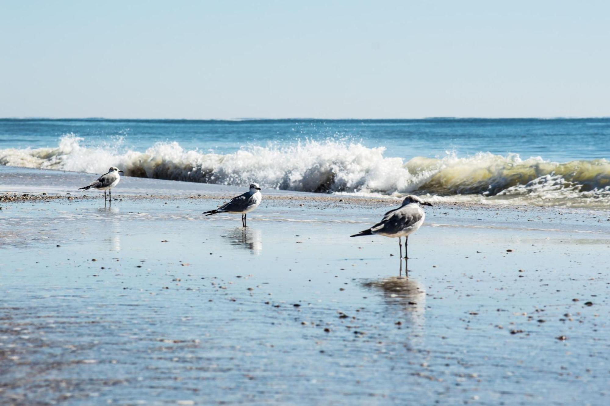 Direct Gulf Views With Deeded Beach Access Gulf Shores Exterior foto
